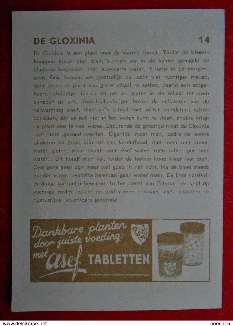 Carte Publicité N°14/ Engrais ASEF/ Fleurs Gloxinia / In Het NL - Publicités