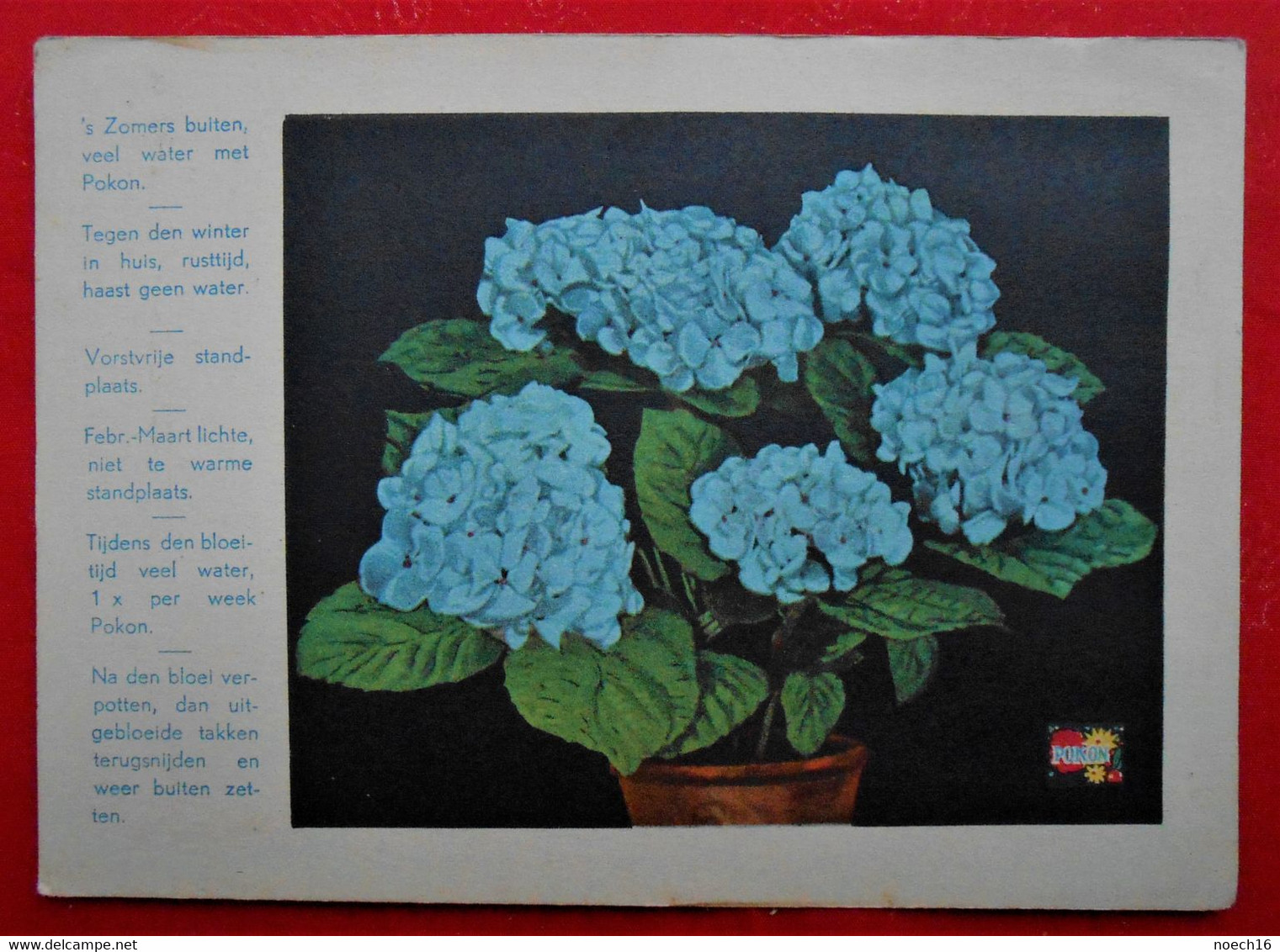 Carte Publicité Engrais POKON / H.P. BENDIEN Naarden/ Fleurs Hortensia / In Het NL - Publicités