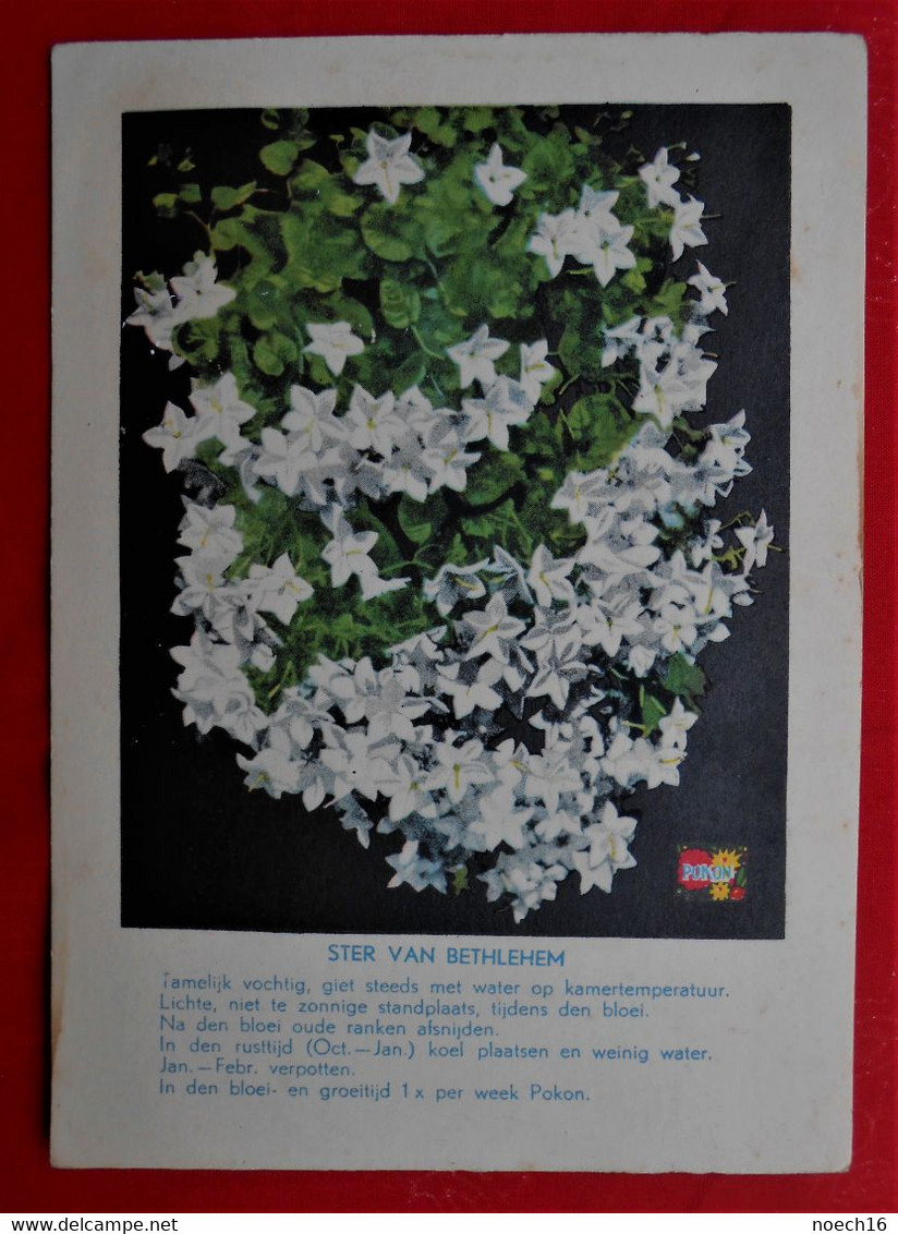 Carte Publicité Engrais POKON / H.P. BENDIEN Naarden/ Fleurs Etoile De Bethléem / In Het NL - Publicités