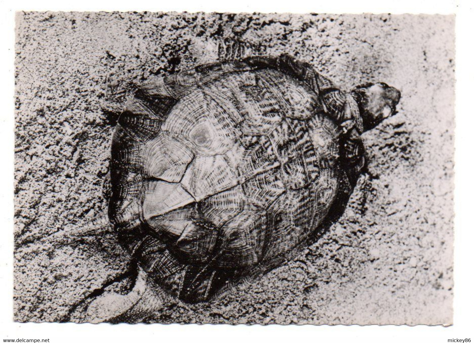 Tortue--Tortue Rayonnée De Madagascar --carte Publicitaire" Transfusine"...cachet  PP  MONTREUIL - 93 - Tartarughe