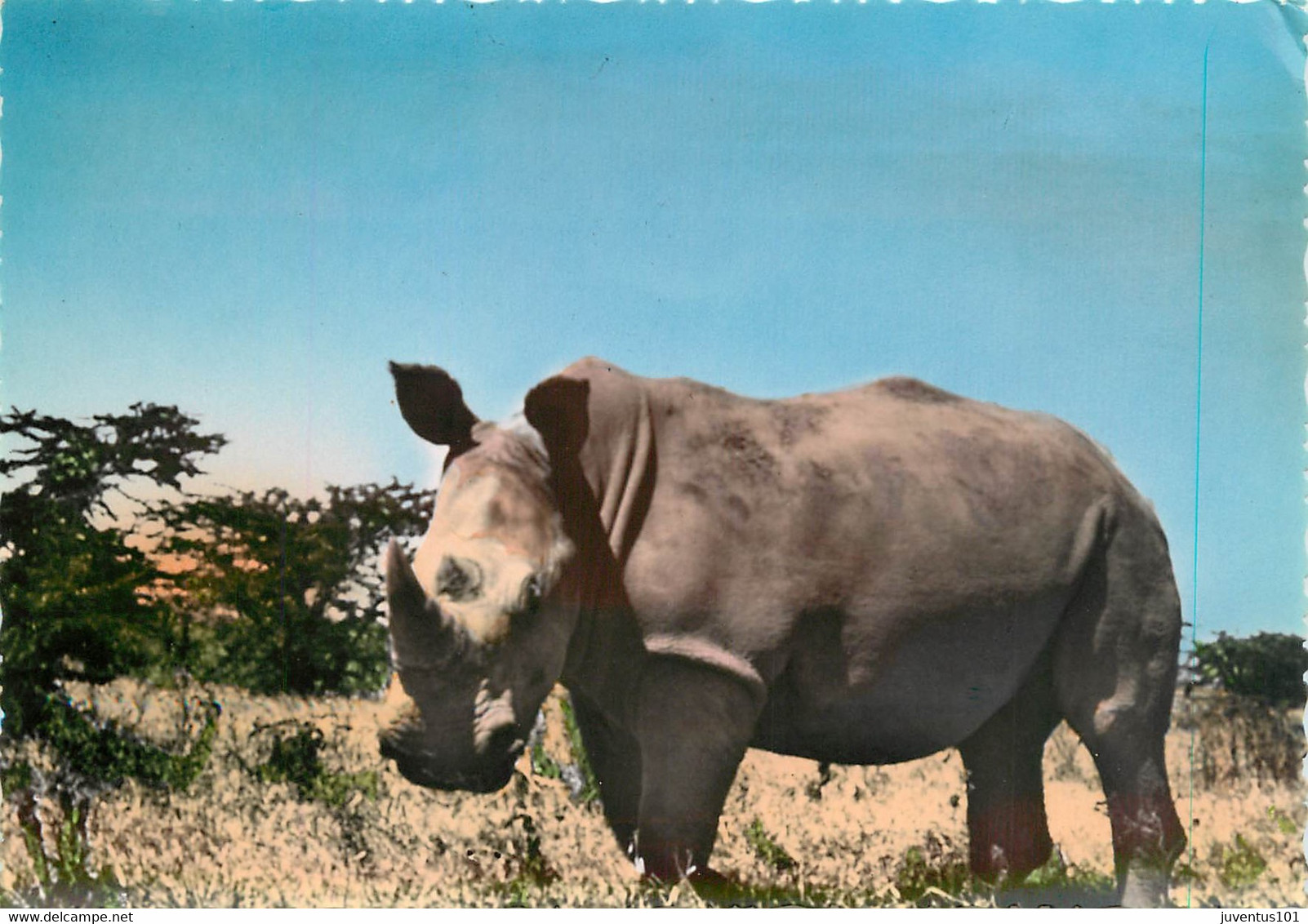 CPSM Rhinocéros  L86 - Rhinoceros