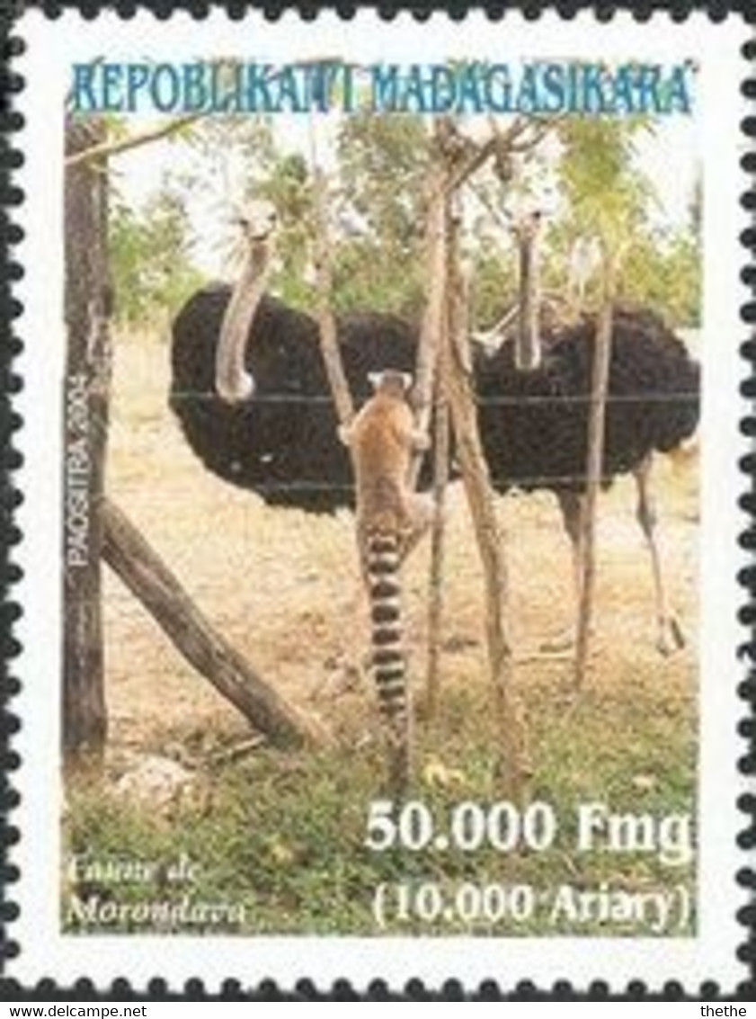 MADAGASCAR - Autruche (Struthio Camelus), Lémurien à Queue Ronde (Lemur Catta) - Straussen- Und Laufvögel