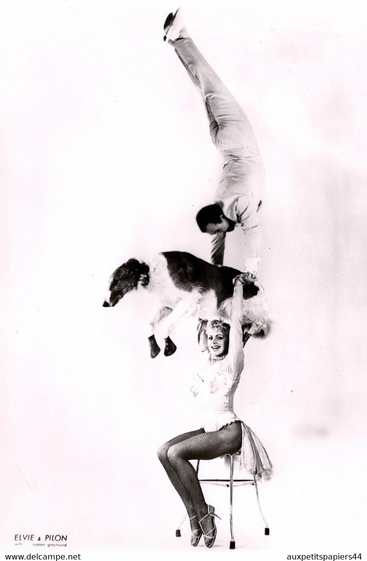 Grande Photo Originale Cirque - Artistes Acrobates Elvie & Pilon Avec Leur Chien Barzoï ( Lévrier Russe ) Vers 1960 - Personalidades Famosas