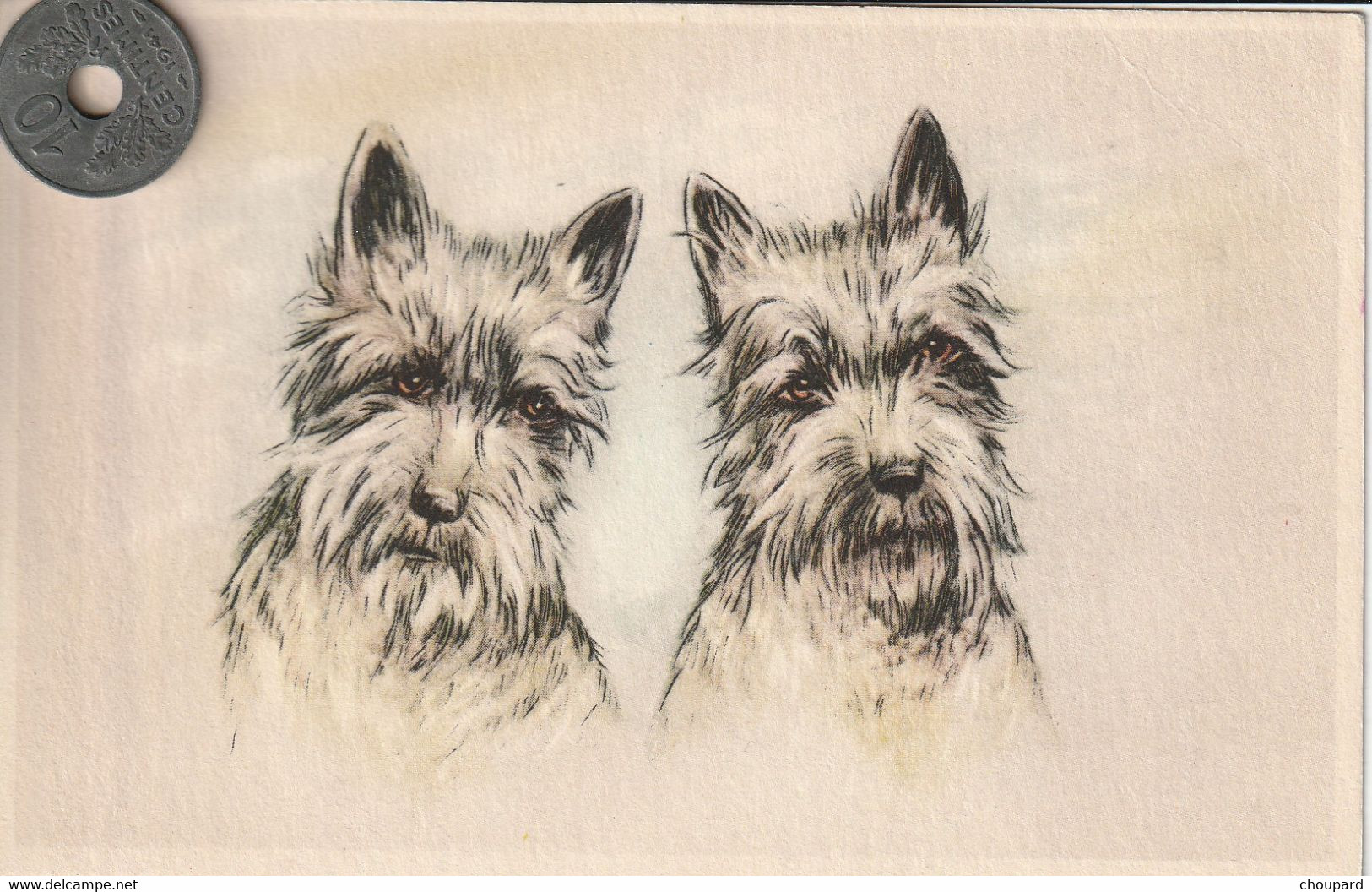 Très Belle Carte Postale Ancienne De Chien  SCOTTISH TERRIER - Dogs