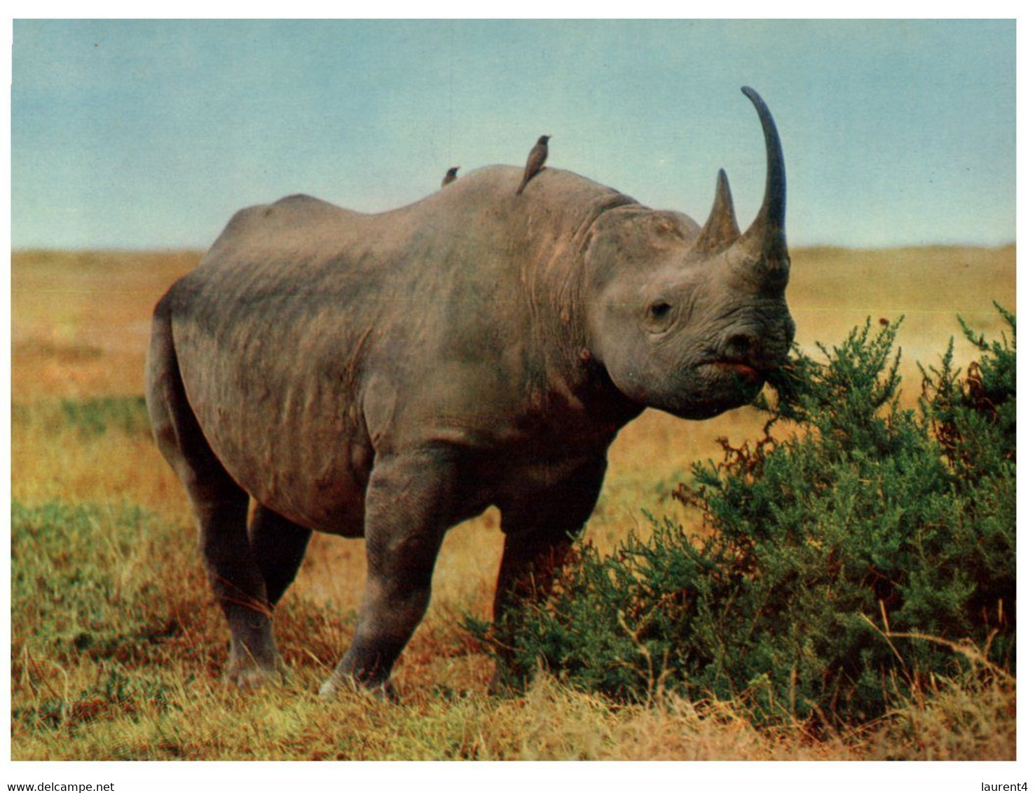 (Z 7) Black Rhinoceros - Rhinozeros