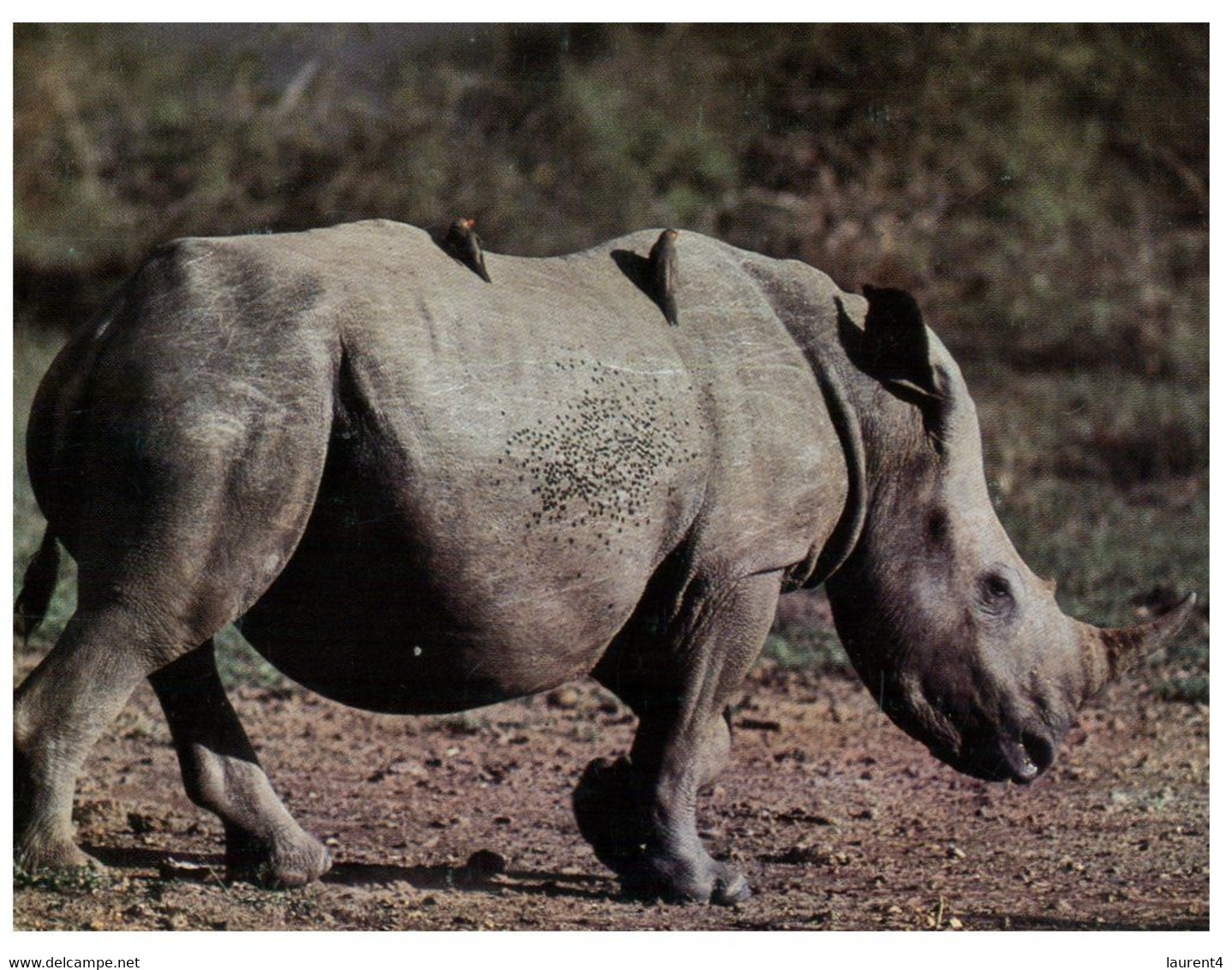(Z 7)  White Rhinoceros (WWF) - Rhinozeros