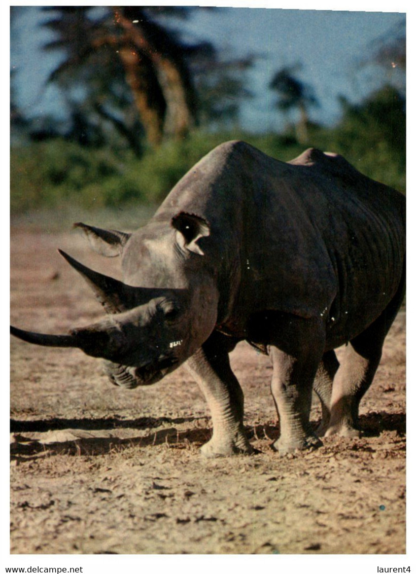 (Z 7)   Rhinoceros (Africa) - Rhinoceros