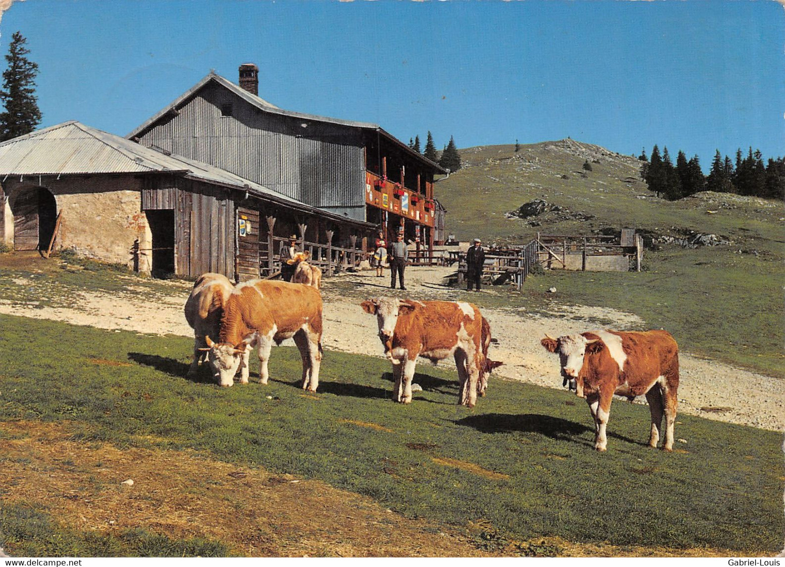 Chalet Du Sommet De La Dent De Vaulion - Vaches Bergers   (10 X 15 Cm) - Vaulion