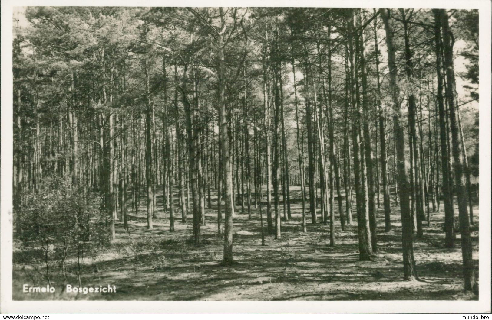 Vintage Kleinformatkarte Niederlande, ERMELO, Bosgezicht - Ermelo