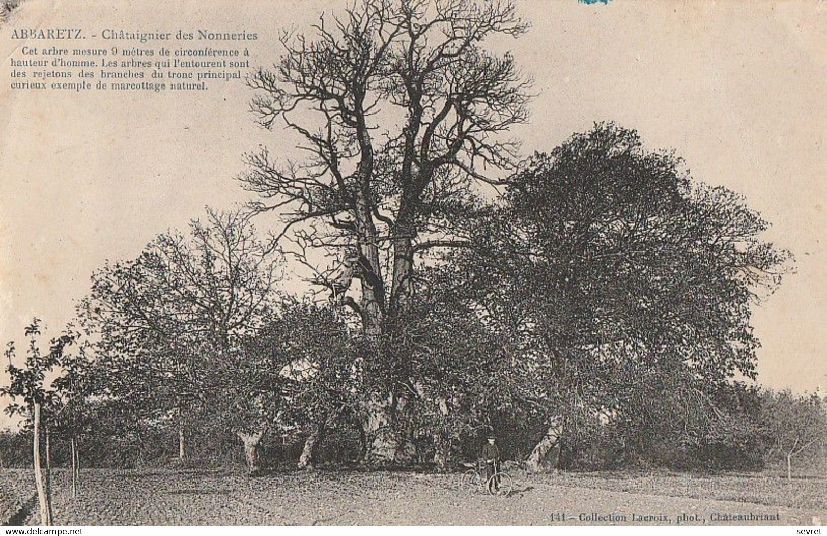 ABBARETZ. - Châtaignier Des Nonneries - Bomen