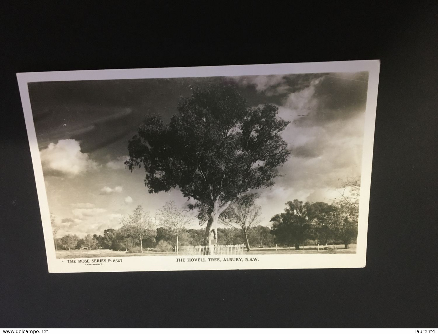 (Z 13) Australia - NSW - Albury Howell Tree (older B/w Card) - Albury