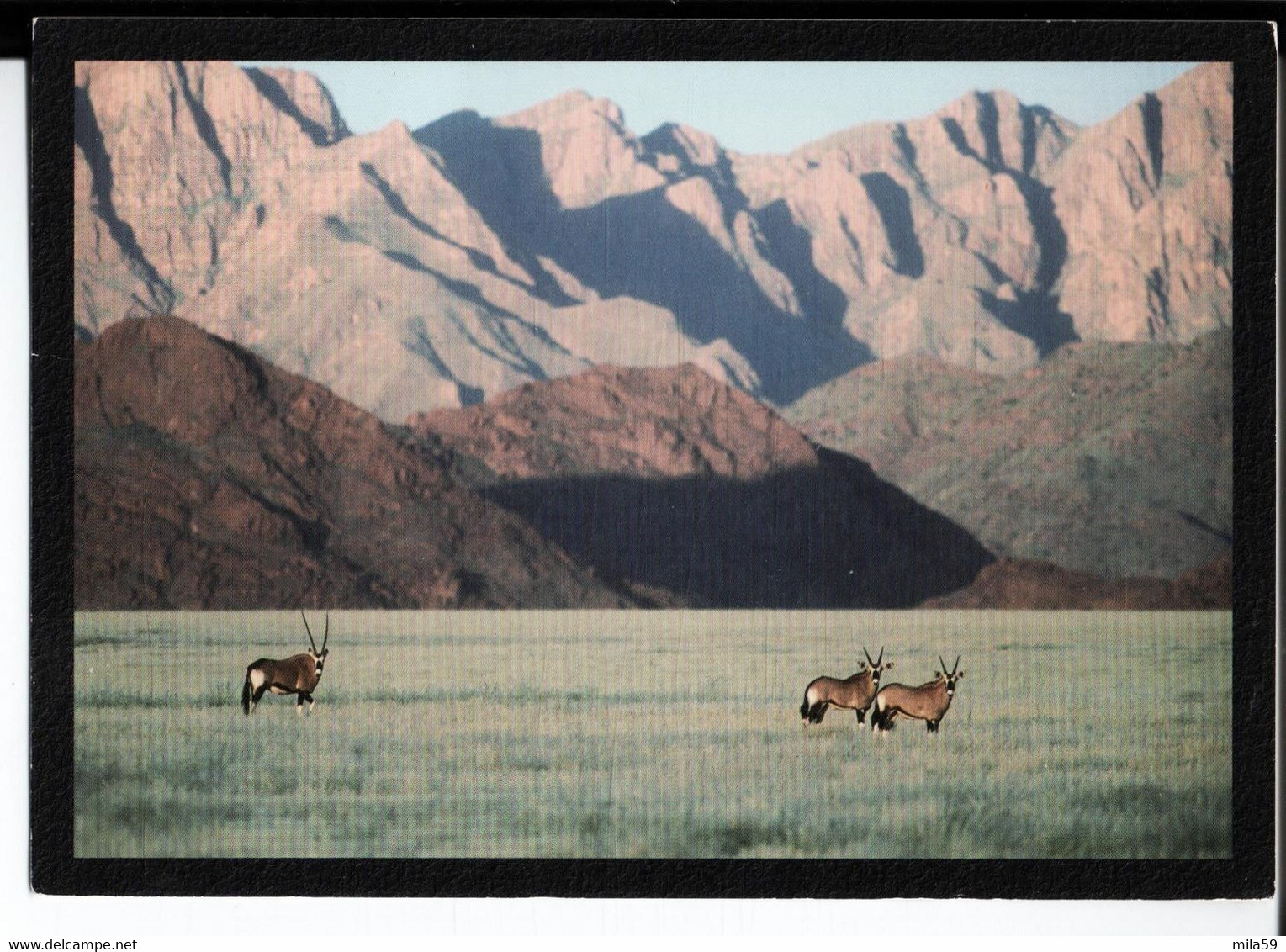 Naukluft Gemsbok. Gembok Herd Front Of Towering Naukluft Montains. De Guy Et Mireille à Gilbert Reich à Mulhouse. - Namibia