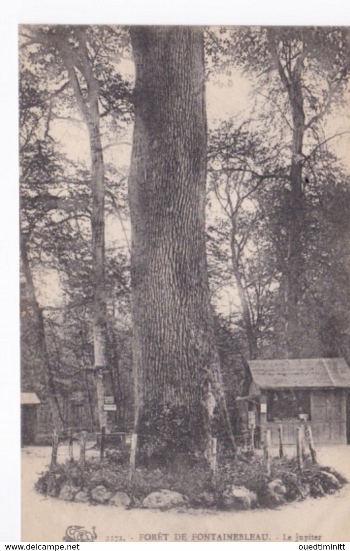 Le Jupiter De La Forêt De Fontainebleau - Bäume