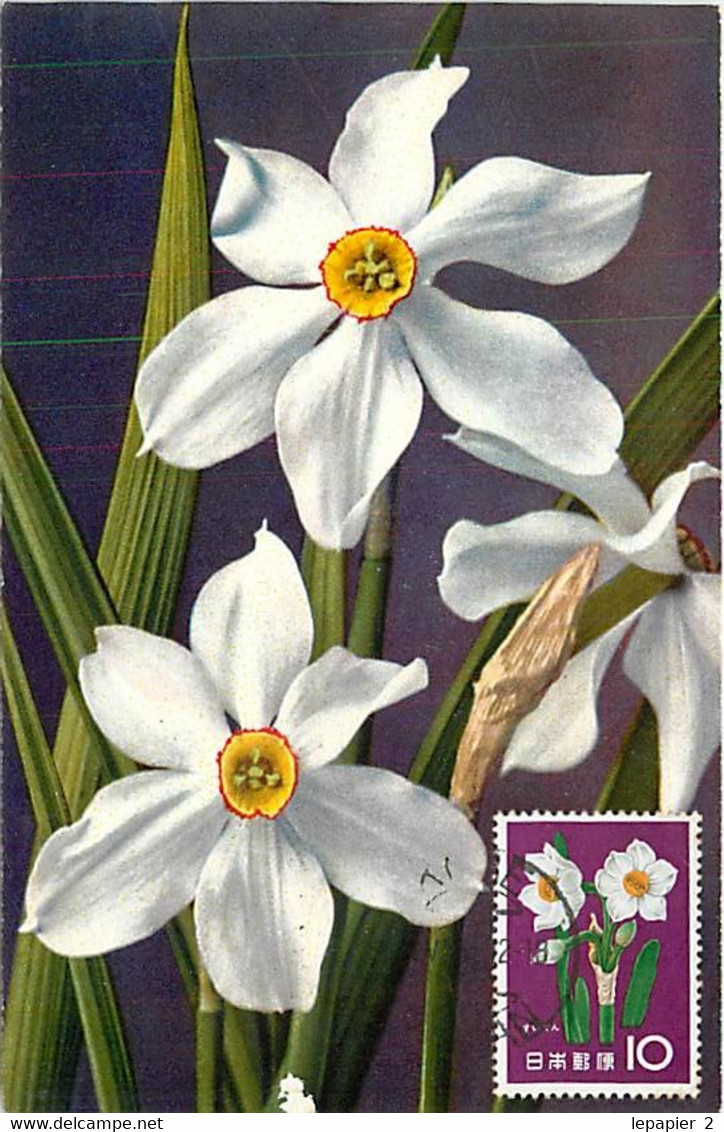 Japon Narcissus Poeticus KOBE Carte Maximum Card CM  Narcisse - Tarjetas – Máxima