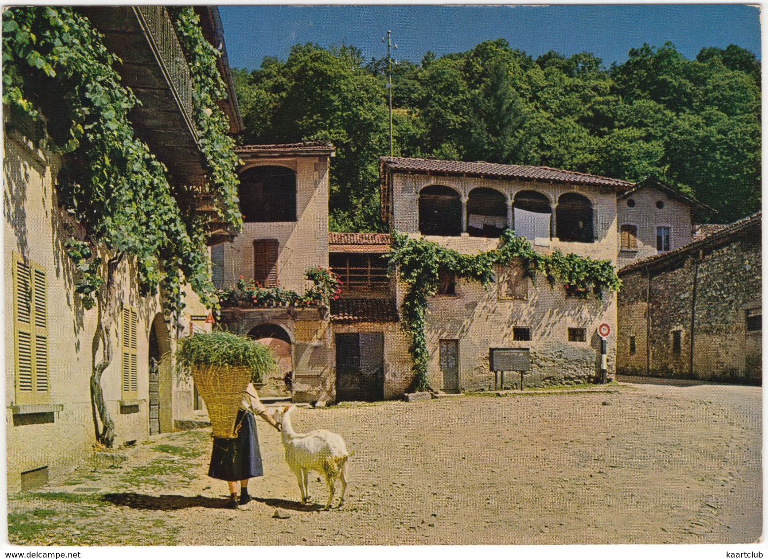 Sessa (Malcantone) - 1973 - (CH) - GOAT / CHEVRE / GEIT / CAPRA - Ticino - Malcantone