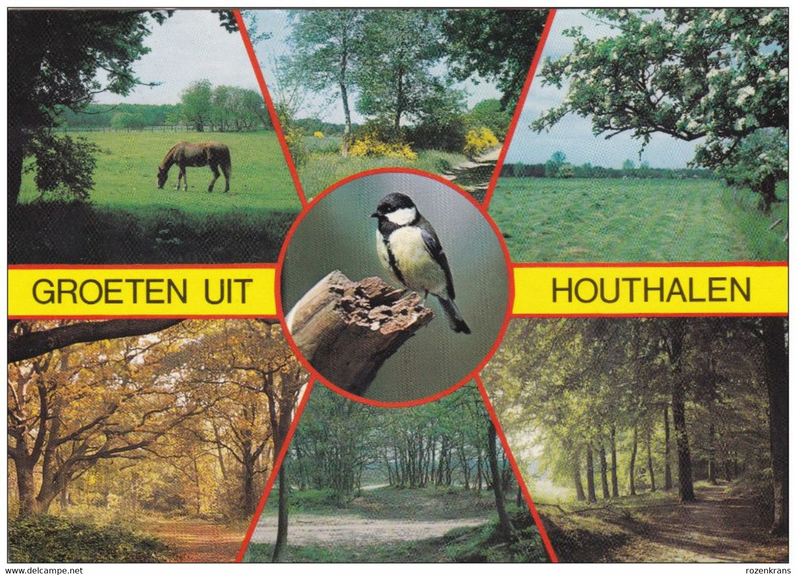 Grote Kaart Groeten Uit Houthalen Koolmees Bird Vogel Oiseau Paard Horse Cheval - Houthalen-Helchteren