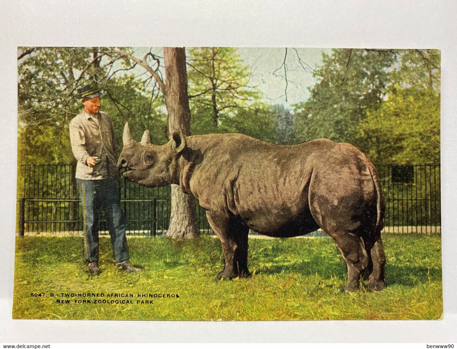 Animal Postcard, Rhinoceros, New York Zoological - Rhinoceros