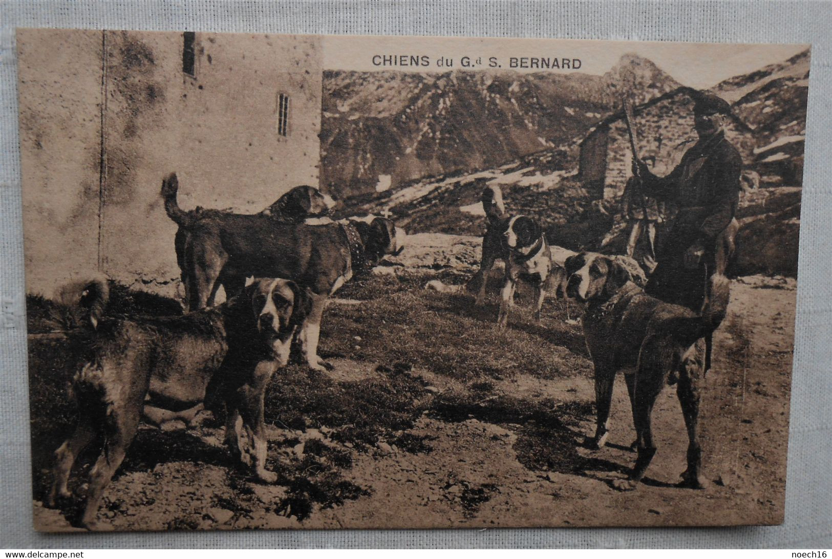 CPA Suisse  - Chiens Du Grand Saint Bernard - Edt & Photo Henry Genta - Other & Unclassified