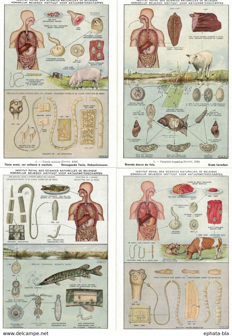 Série De 9 Cartes Sciences Naturelles De Belgique: Parasiites De L'homme - Other & Unclassified