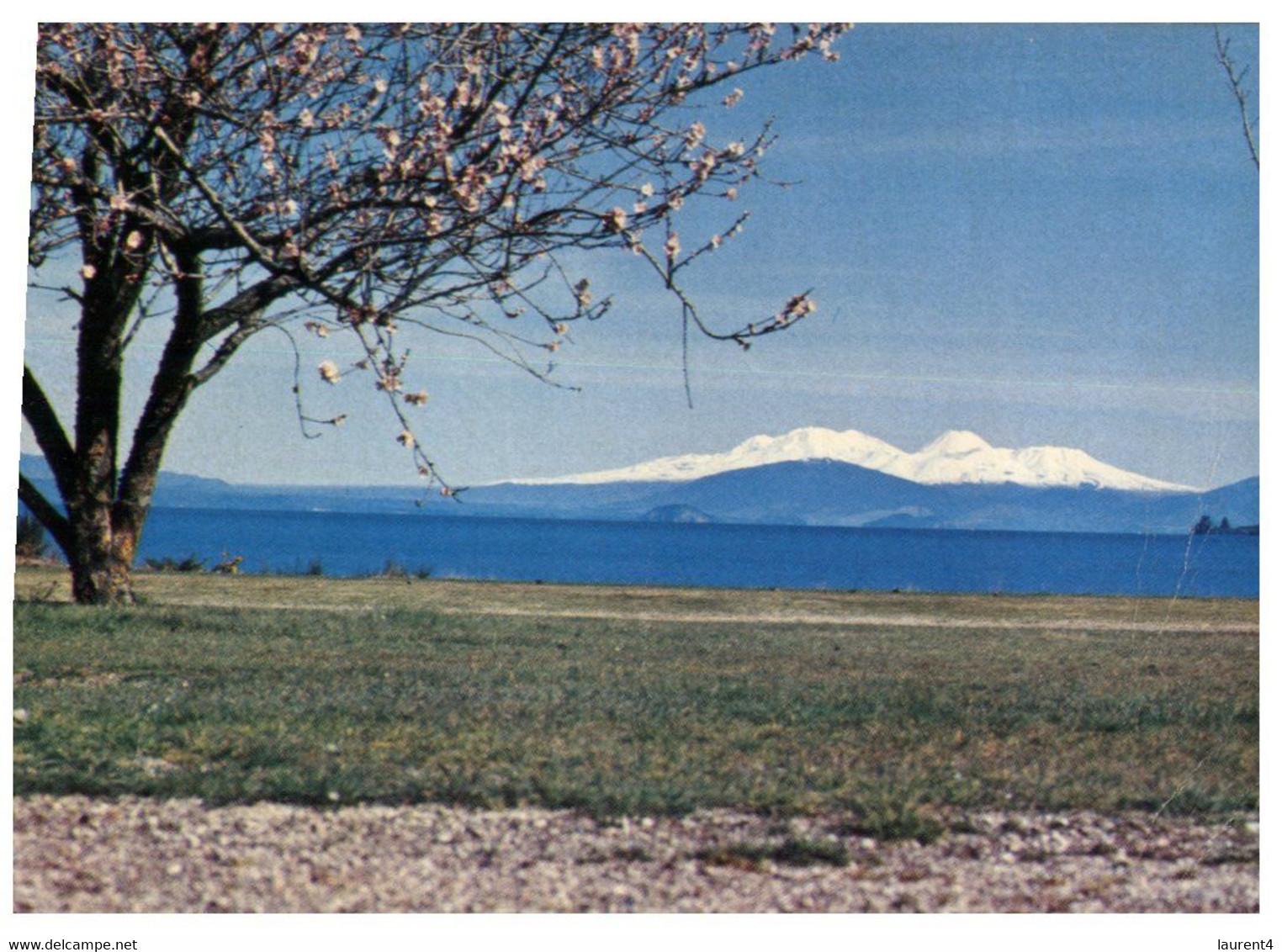 (AA1) New Zealand - Posted To Australia - Lake Taupo Spring-Time - Nuova Zelanda