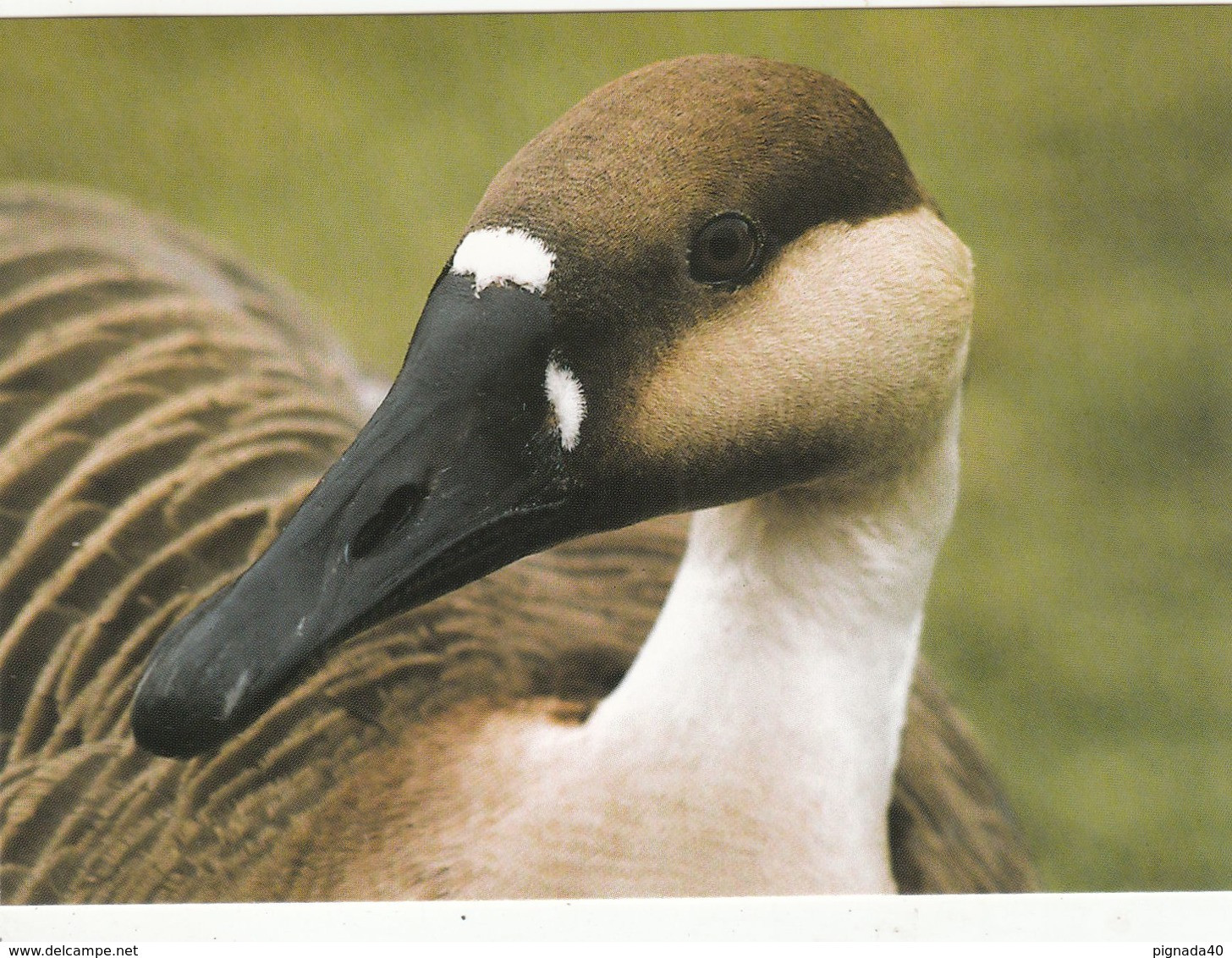 Cp , ANIMAUX , Oie Cygnoïde - Pájaros