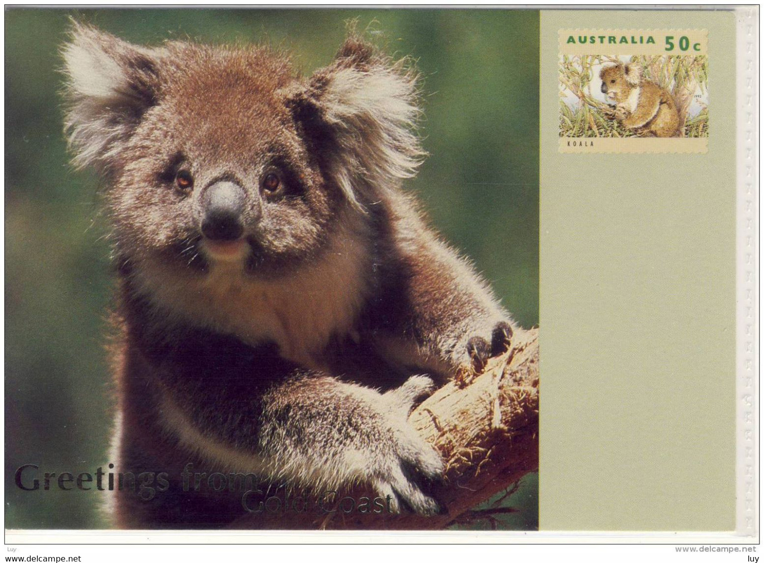 KOALA - Greetings From GOLD COAST, Australian Wildlife Maximum Card, Prepaid Postage - Gold Coast