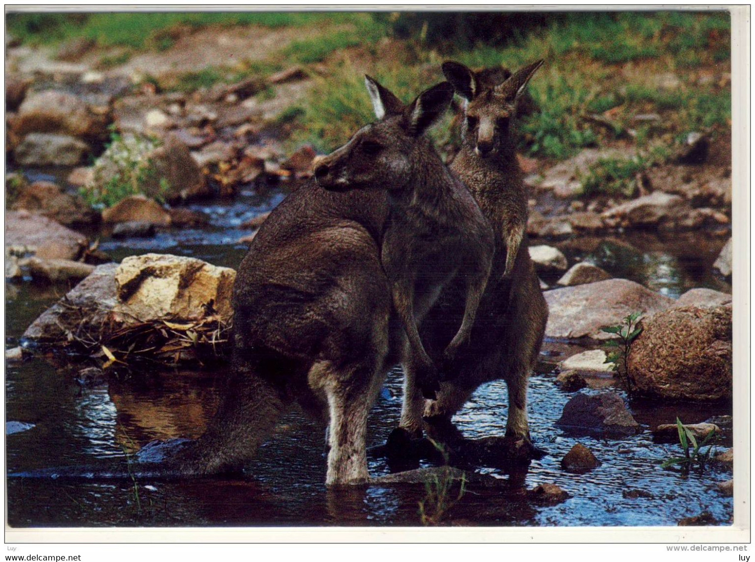 KANGAROOS (Macropus Rufus) -   Nice Stamp - Outback