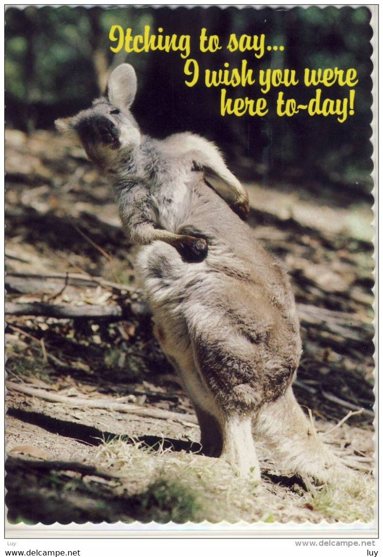 KANGAROOS (Macropus Rufus) Humor - Itching... I Can't Do Without You ,  Nice Stamp - Outback