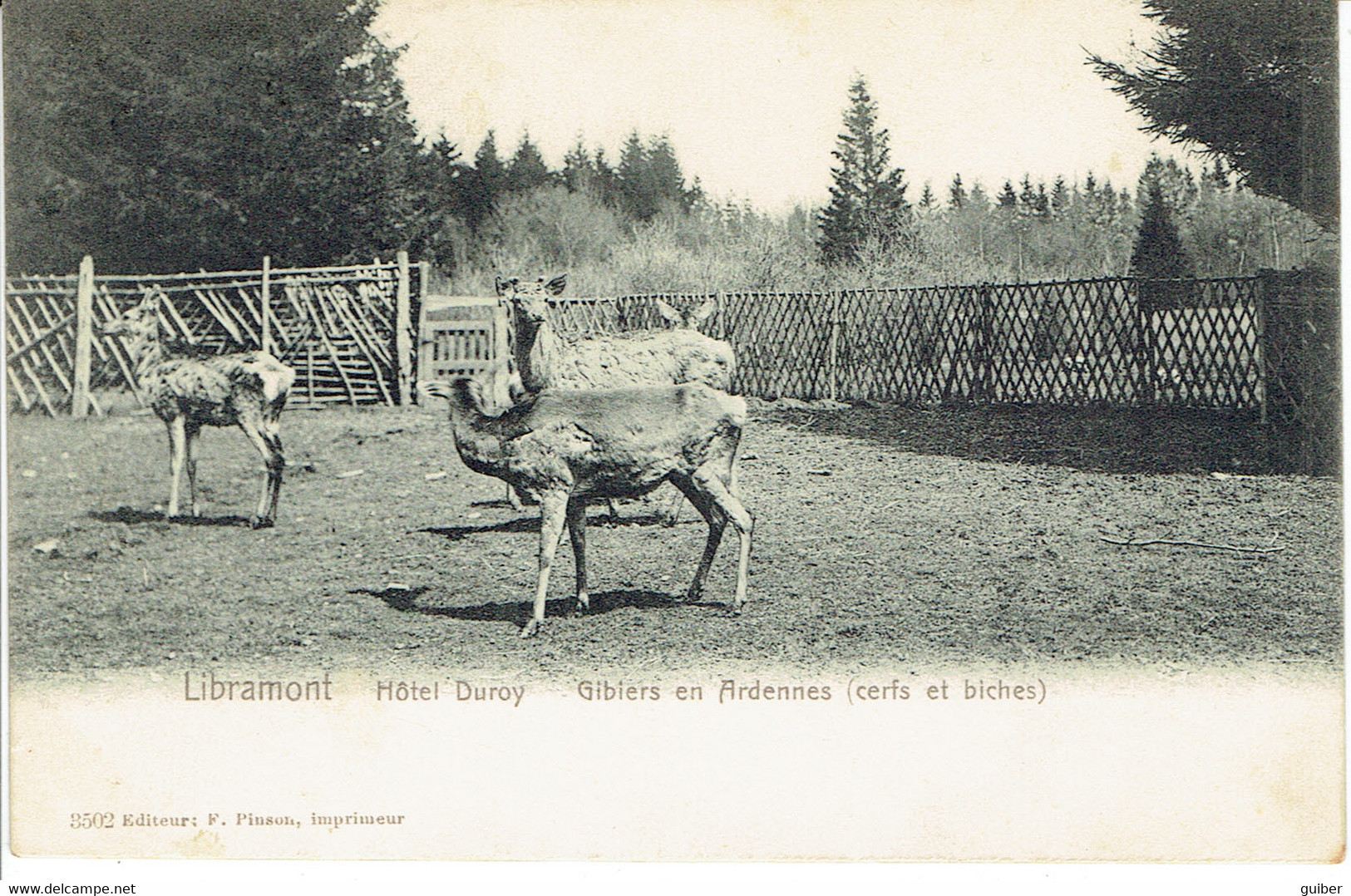 Libramont Hotel Duroy Gibiers (cerfs Et Biches) 1903 Trés Propre Edit. Pinson - Libramont-Chevigny