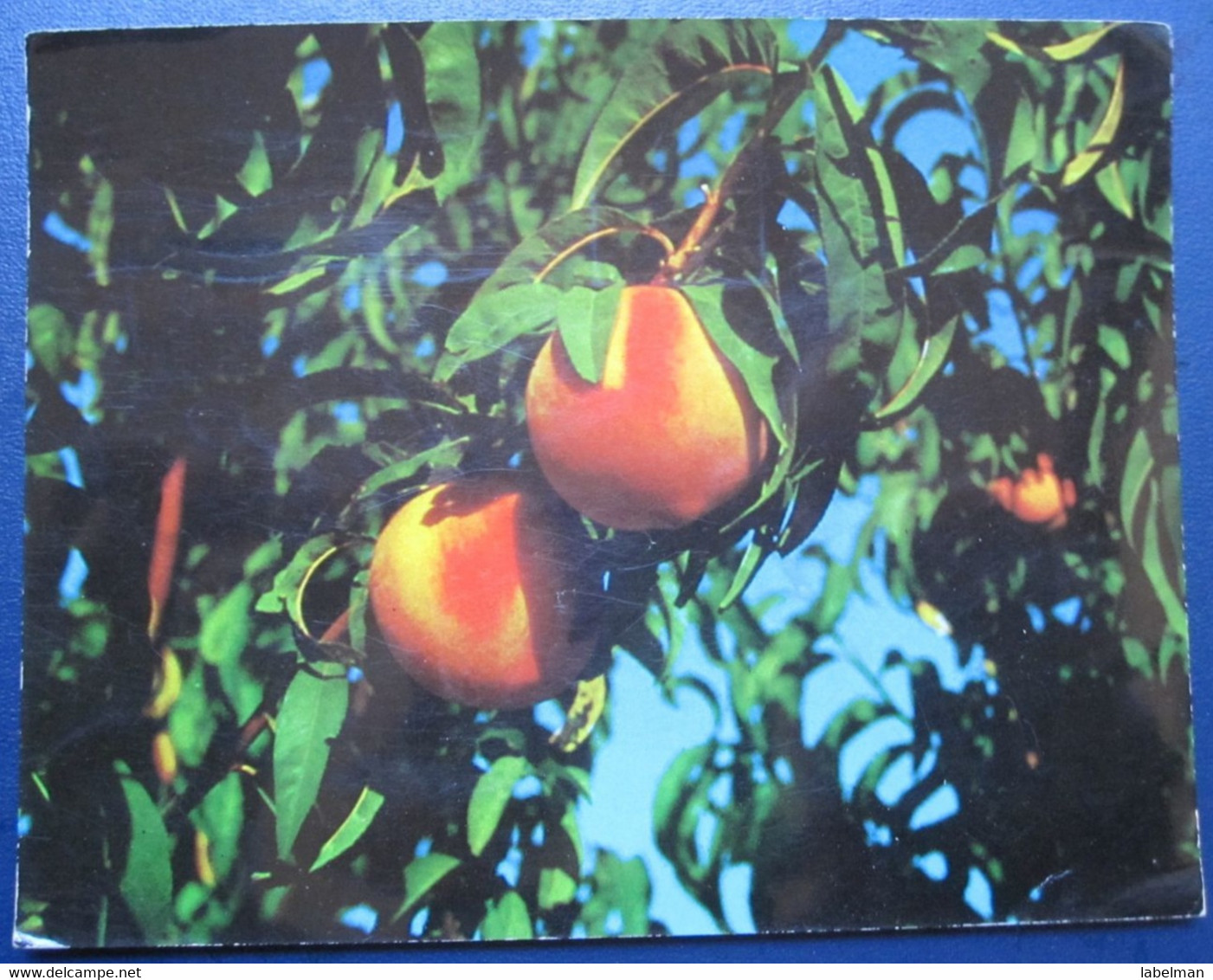 ISRAEL SHANA TOVA NEW YEAR KIBBUTZ REVIVIM AMIRAPHOT KALTER JUDAICA JUIF JEWISH POSTCARD CARTOLINA ANSICHTSKARTE - Neujahr