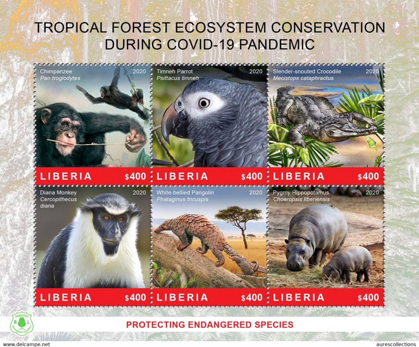 LIBERIA 2020 SOUVENIR SHEET - CHIMPANZE CHIMPANZEE APES MONKEYS - FOREST CONSERVATION DURING COVID-19 PANDEMIC - MNH - Chimpancés