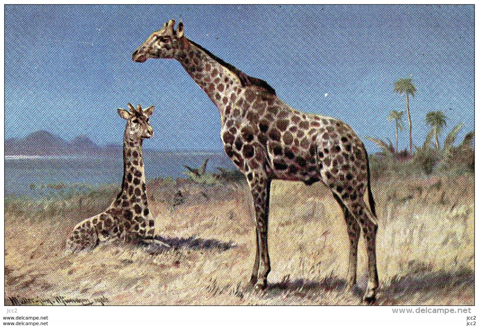 ANIMAUX-FAUNE - Girafe - Girafes