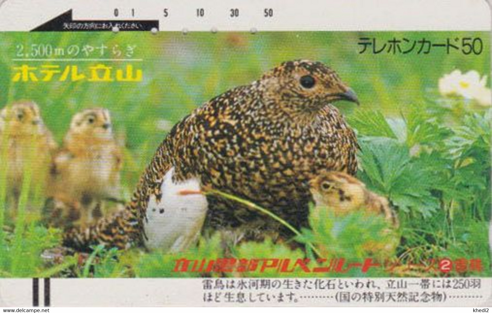 TC Ancienne JAPON / 110-7725 B - ANIMAL - OISEAU - LAGOPEDE - GROUSE BIRD & Chicken JAPAN Phonecard - BE 5264 - Hühnervögel & Fasanen