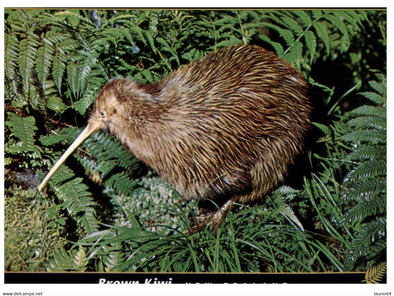 (AA 10) New Zealand -  Brown Kiwi Bird - Nuova Zelanda