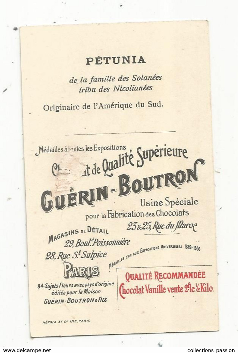 Chromo GUERIN-BOUTRON, PETUNIA ,fleurs , Brésil ,  2 Scans - Guérin-Boutron