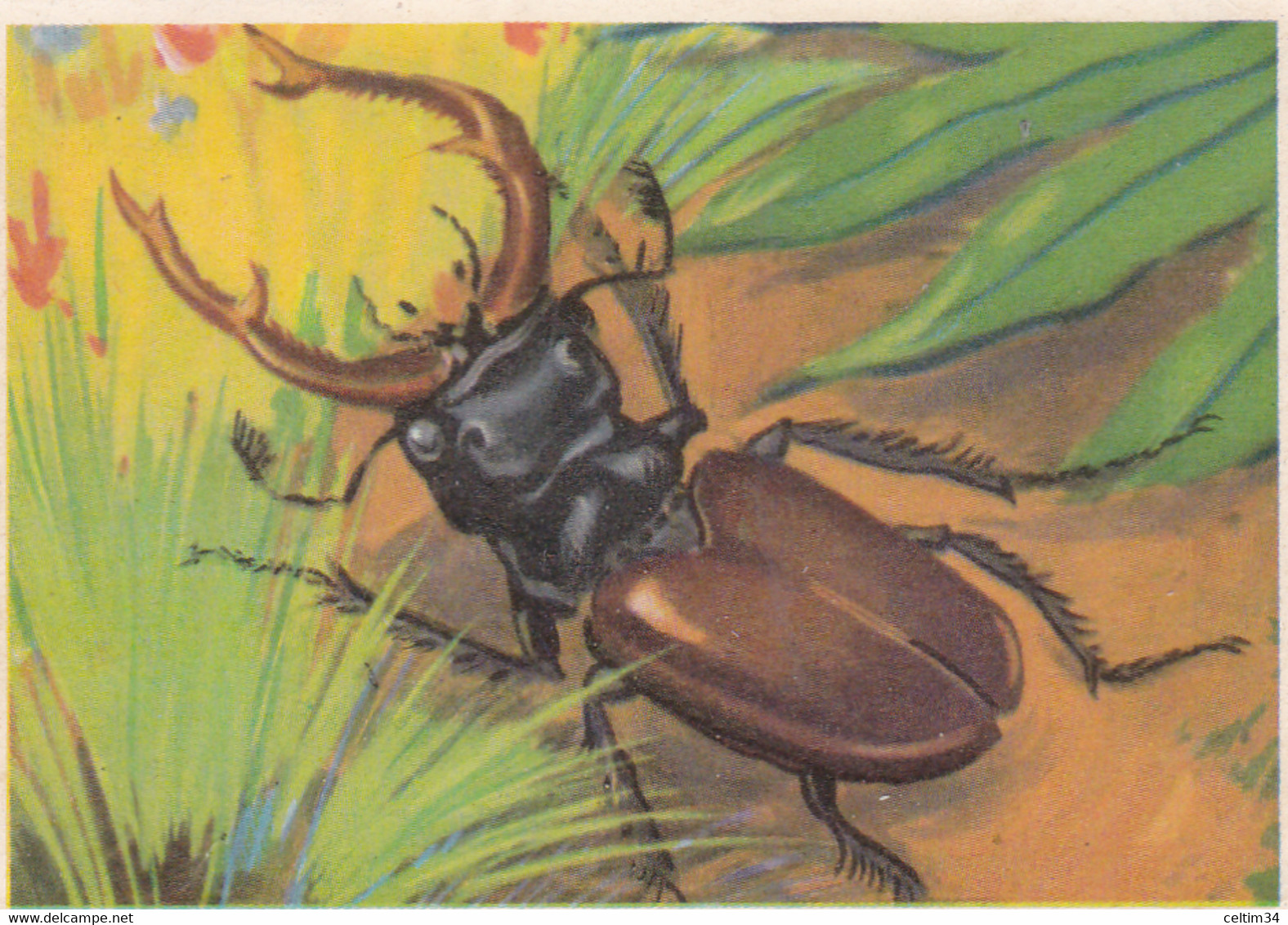 IMAGE  CIBON  --  Série éducative  --   Insectes  --  Lucane - Cerf - Volant   --  N° 432 - Other & Unclassified
