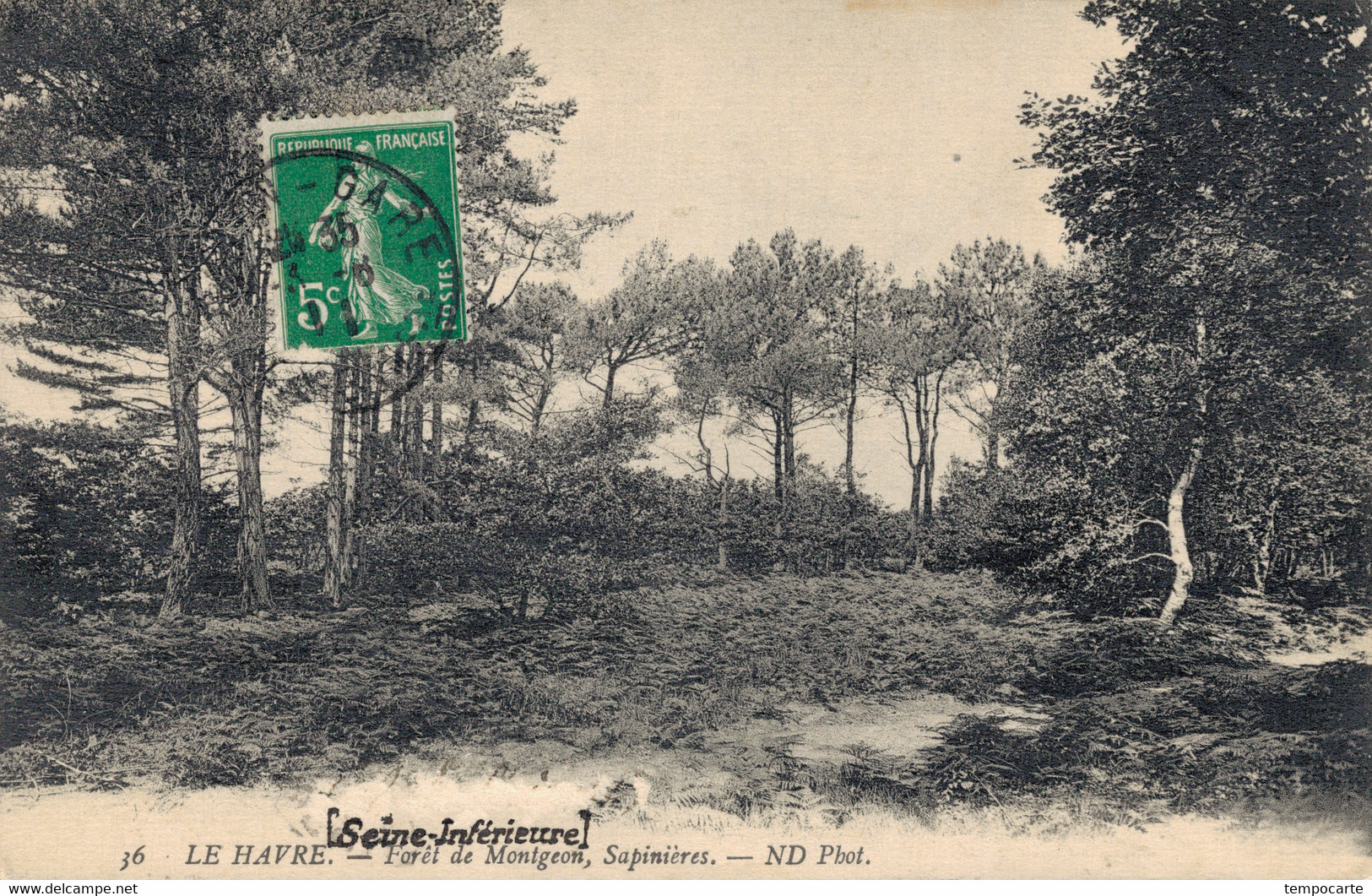 Le Havre - Forêt De Montgeon, Sapinières - Forêt De Montgeon