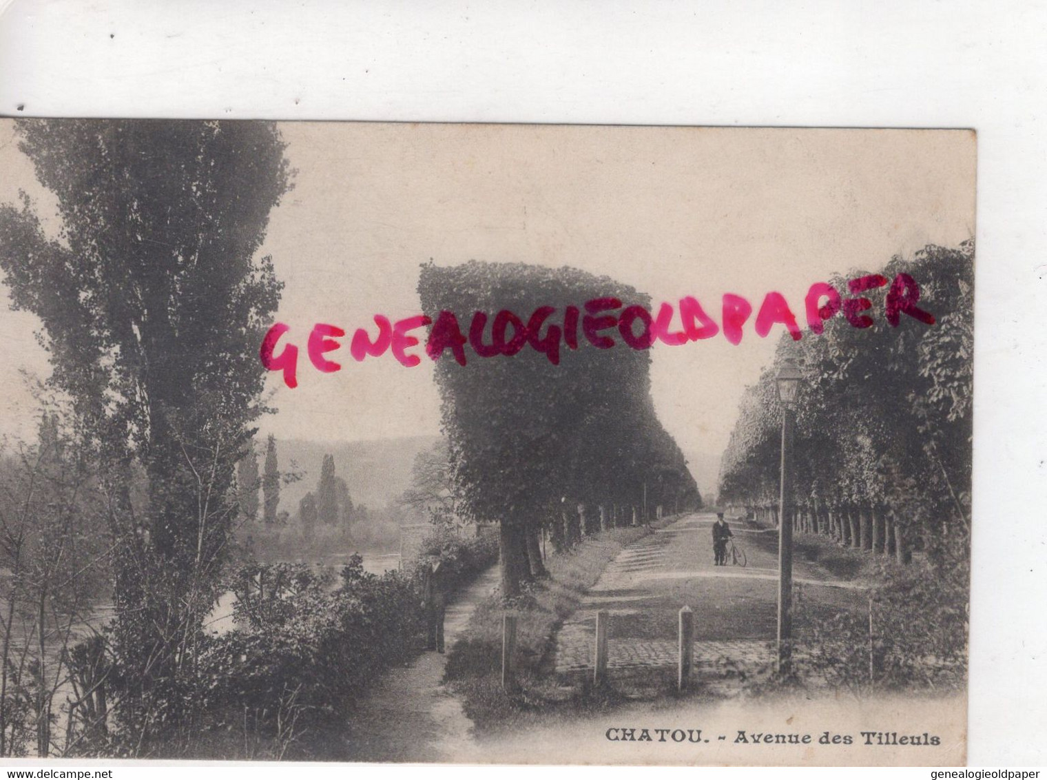 78 - CHATOU - AVENUE DES TILLEULS - TILLEUL  1905 - Chatou