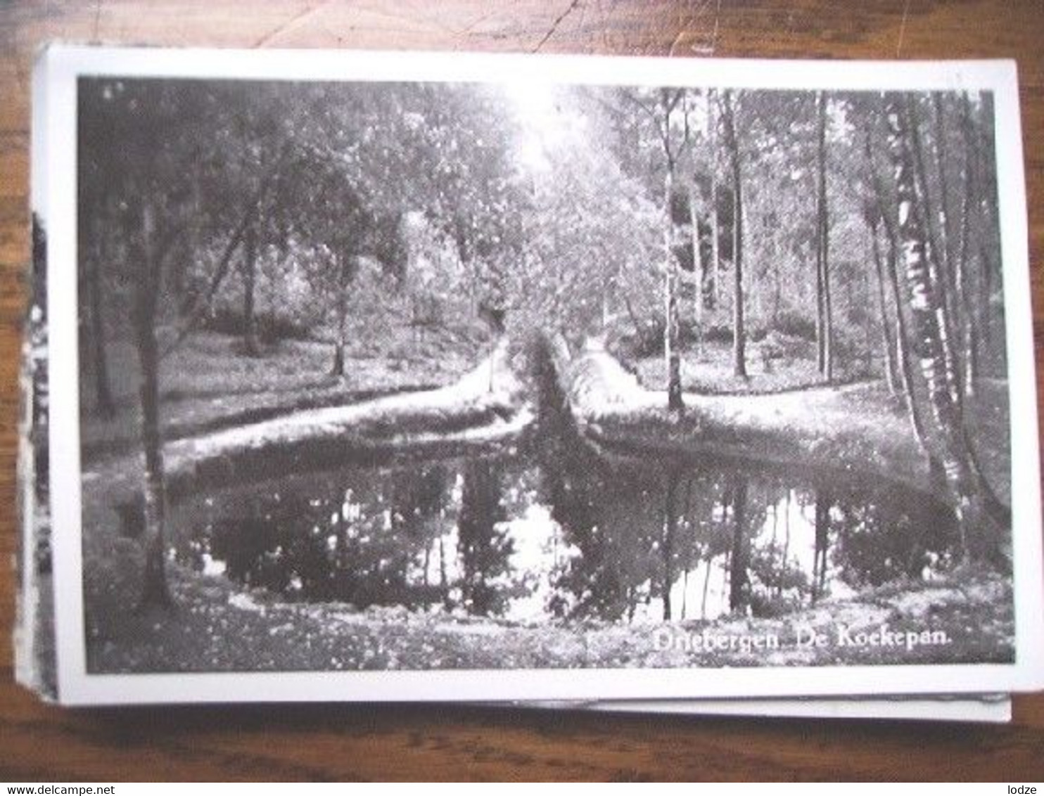 Nederland Holland Pays Bas Driebergen Ronde Vijver In Bos - Driebergen – Rijsenburg