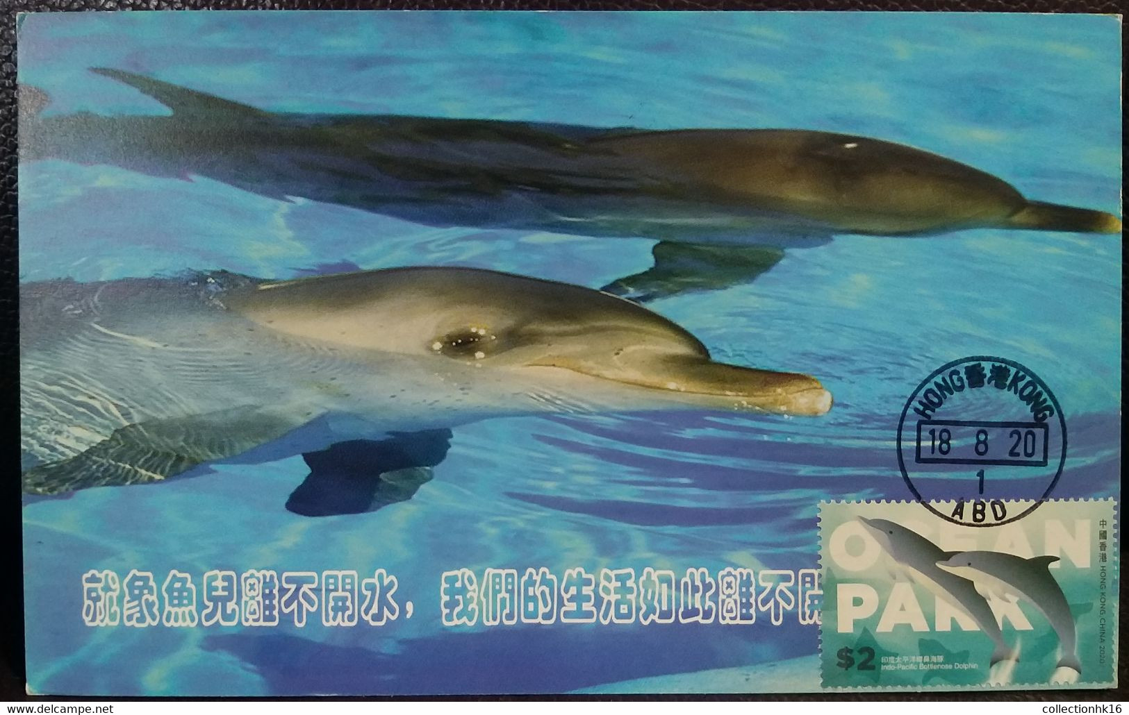 Bottlenose Dolphin Ocean Park Theme Park Hong Kong 2020 Maximum Card MC B - Cartoline Maximum