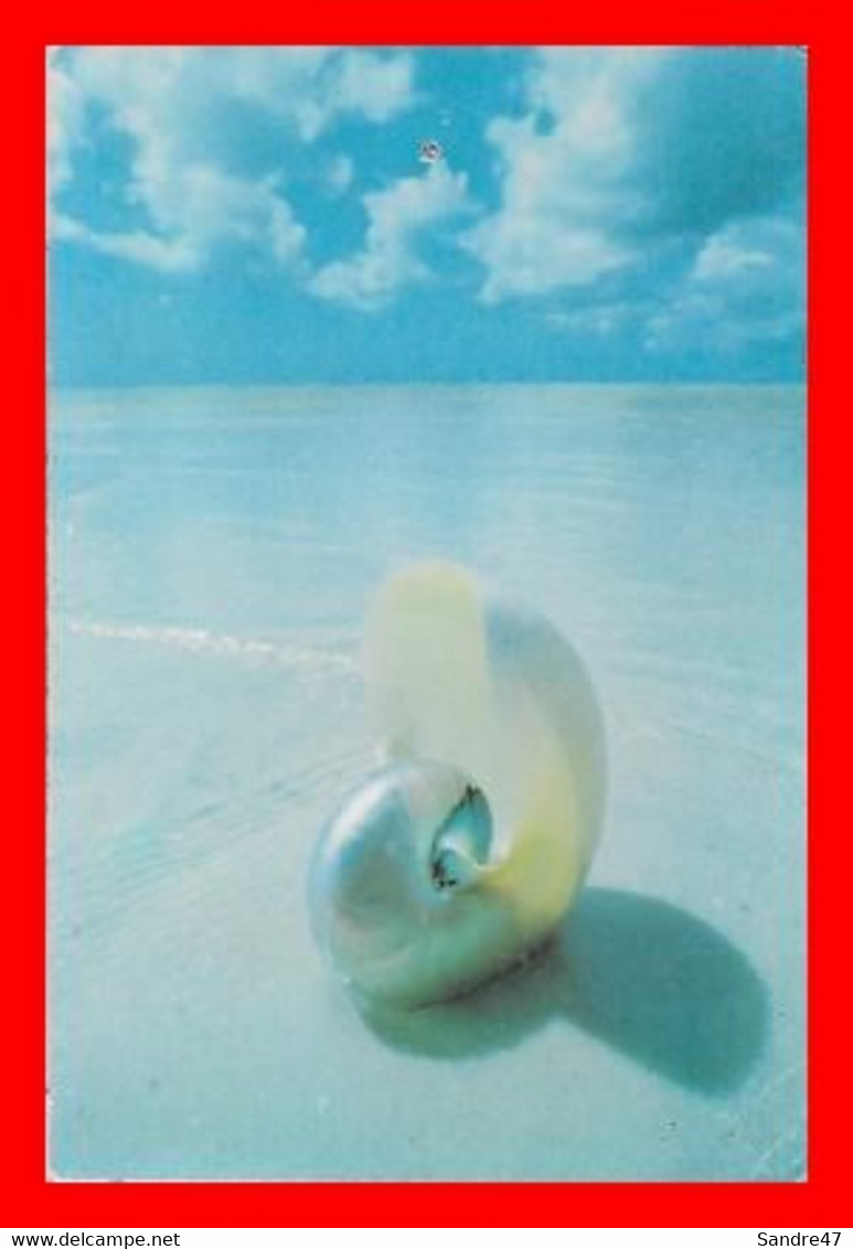 CPSM/gf FLORIDA (Etats-Unis)  Nautilus.  Hand Painted Photograph Niki BUTCHER...M140 - Other & Unclassified