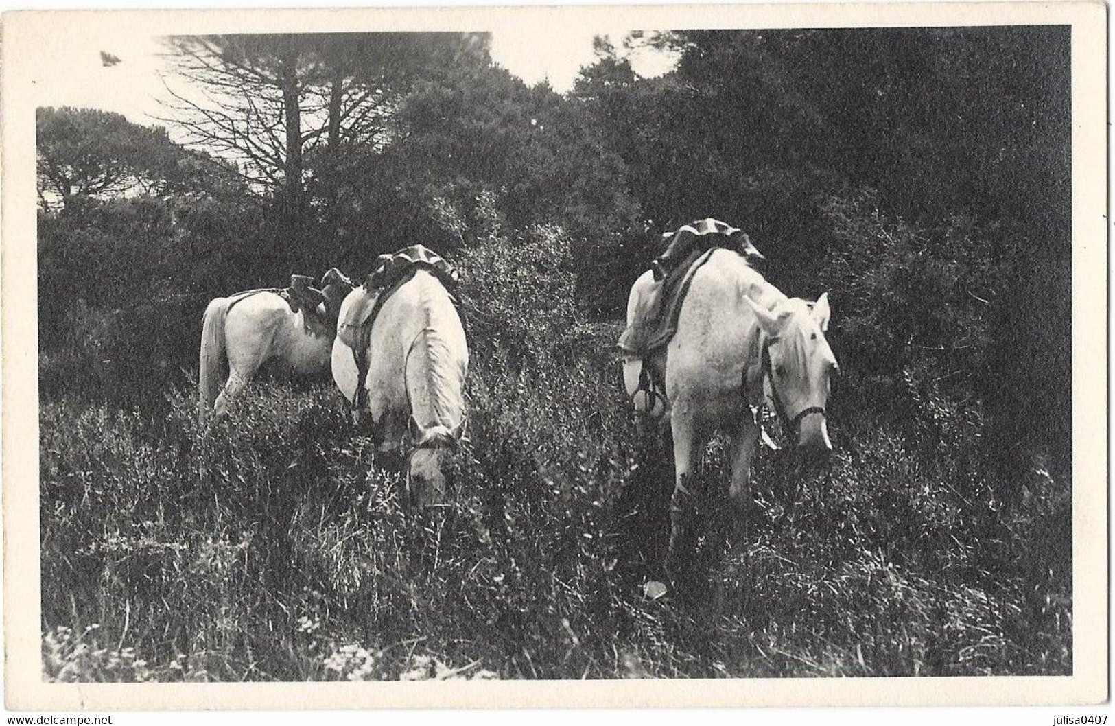 SAINTES MARIES DE LA MER ? (13) Carte Photo Chevaux De Gardians - Saintes Maries De La Mer