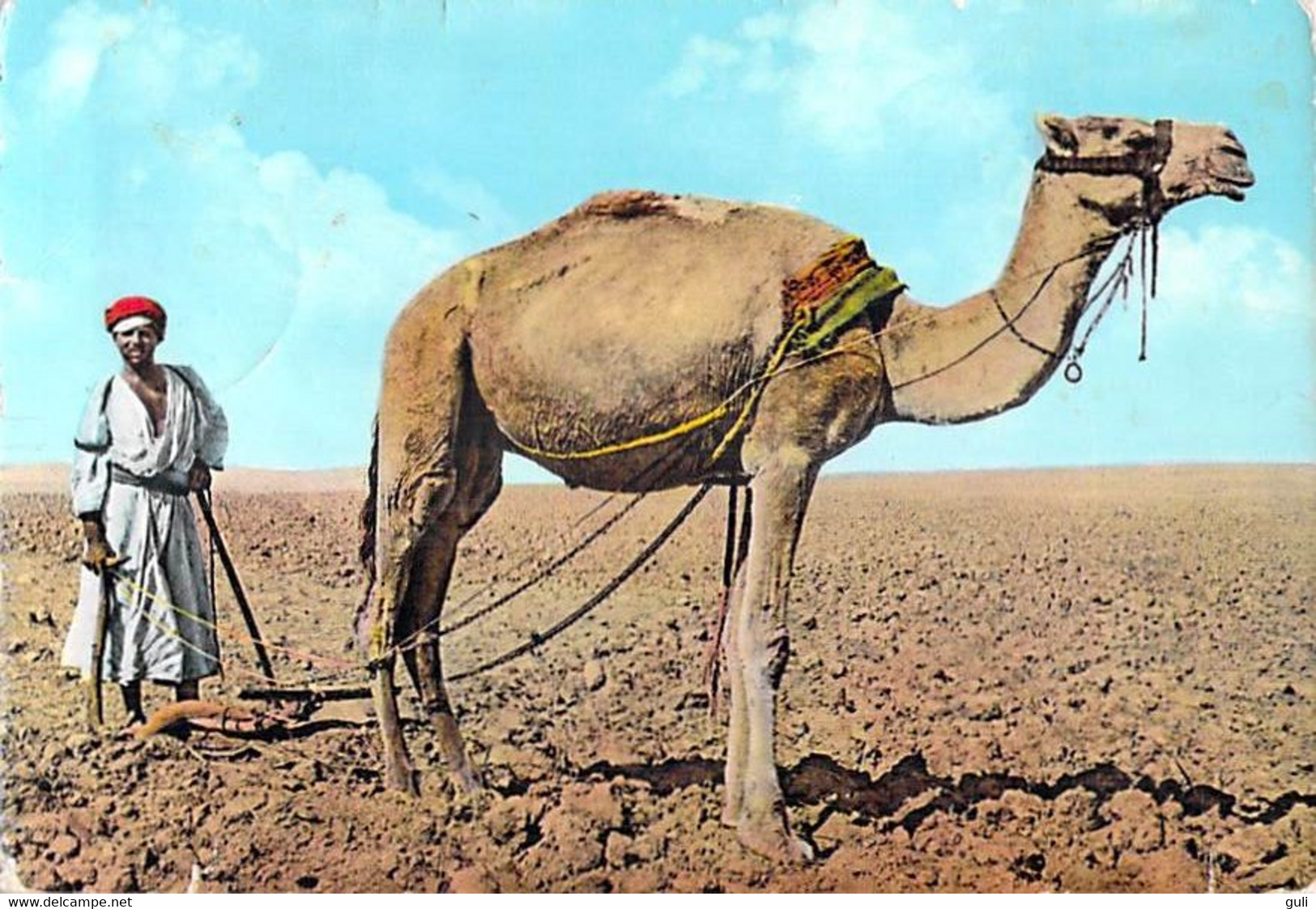 Asie-Jordanie JORDAN   Ploughing Camel (chameau Labour Plowing)  *PRIX FIXE - Jordanien