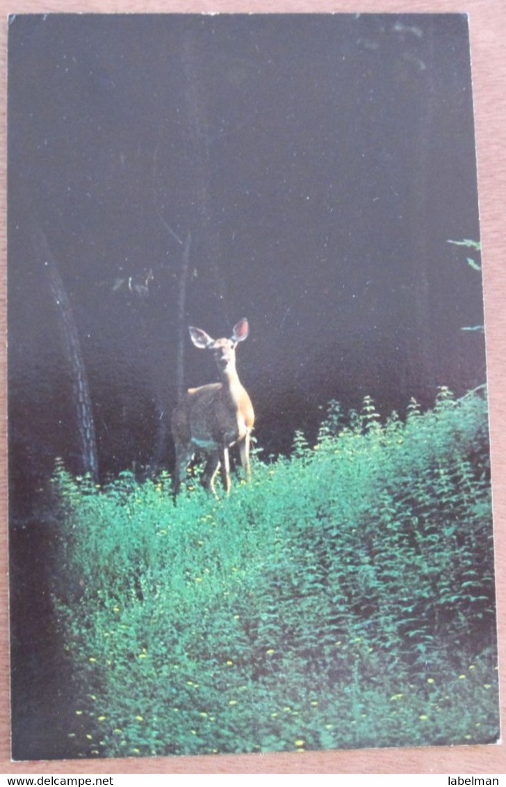 HAWK MOUNTAIN WILDLIFE DEER WHITE TAILED CARD USA UNITED STATES POST ANSICHTSKARTE CARTOLINA POSTCARD PC STAMP - Guthrie