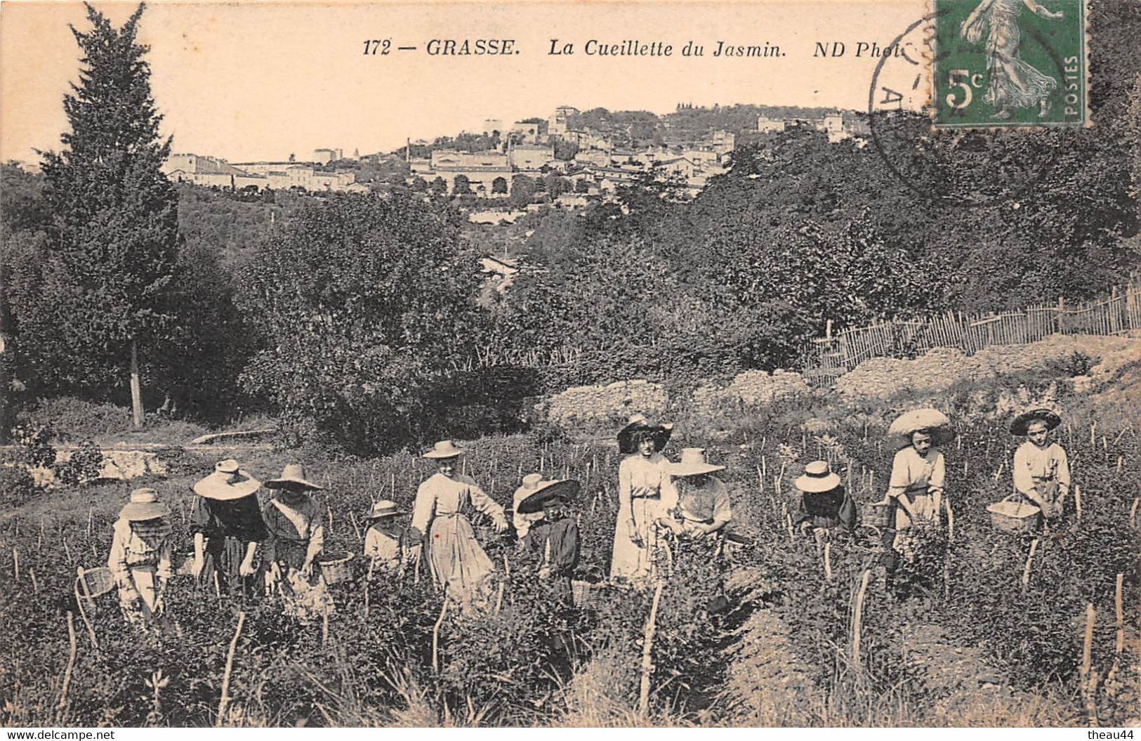 ¤¤  -   GRASSE   -  La Cueillette Du Jasmin    -   ¤¤ - Grasse