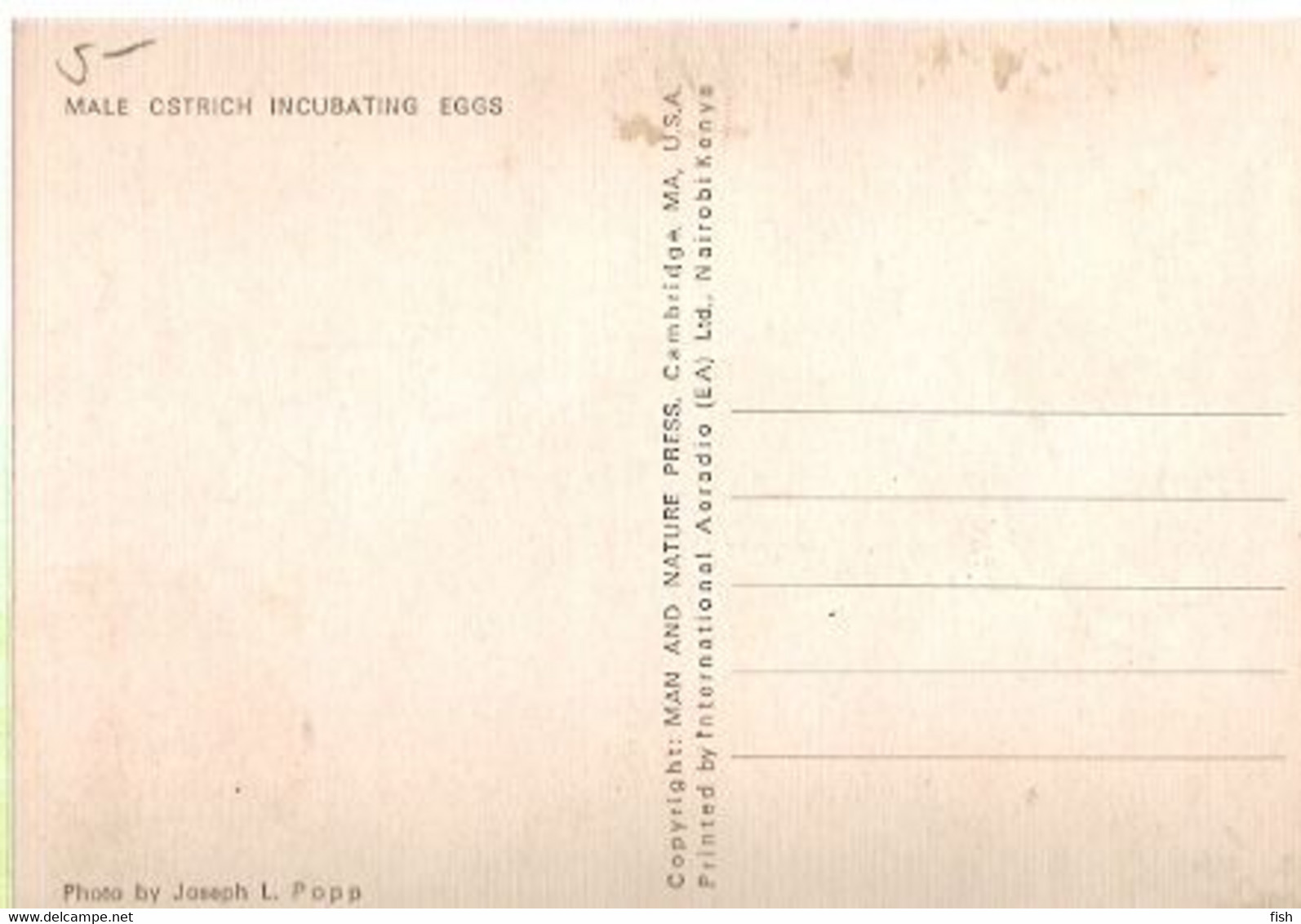 Mozambique & Maximum Card, Birds Of Mozambique, Ostrich, Struthio Camelus, Inhambane 1981 (1771) - Straussen- Und Laufvögel