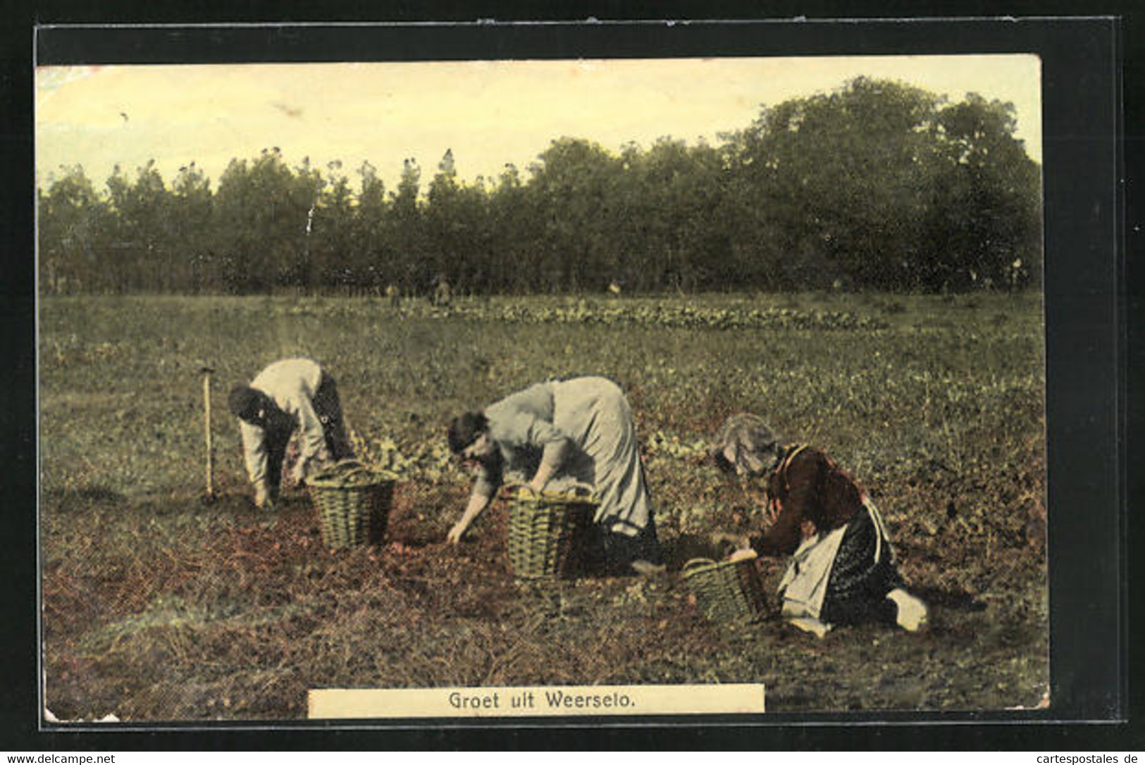 AK Weeserlo, Bauern Ernten Auf Dem Feld - Altri & Non Classificati