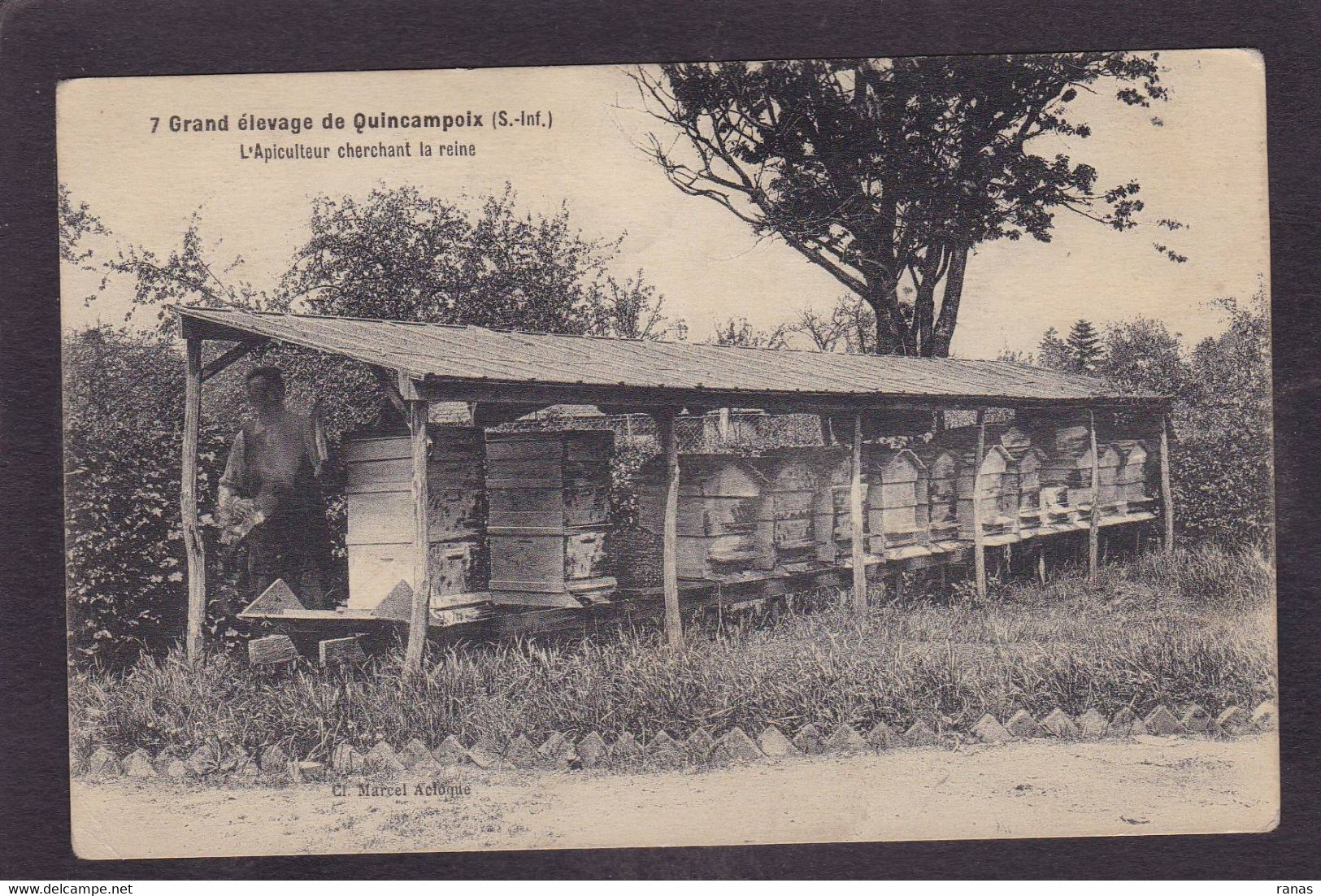 CPA [76] Seine Maritime Quincampoix Apiculture Miel Abeilles écrite Voir Dos - Andere & Zonder Classificatie