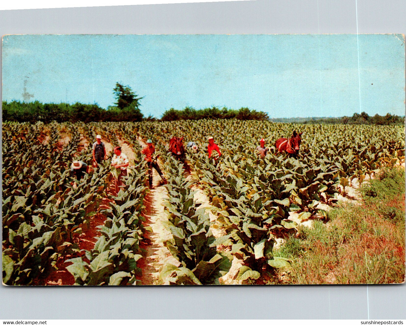 Harvesting Tobacco 1960 - Cultures