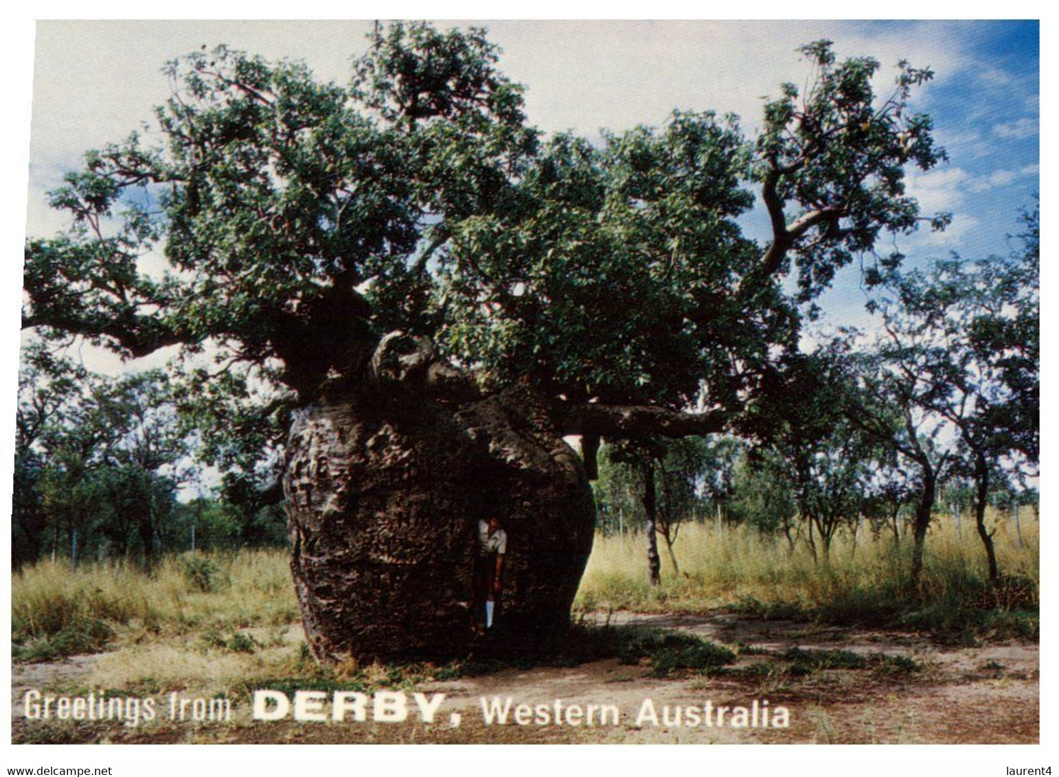 (BB 25) Australia - WA - Derby Prison Boab Tree (tree Used A Goal / Prison) - Prigione E Prigionieri